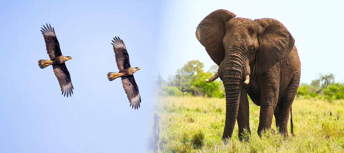 Featherweights vs. Powerhouses: A Guide to Lightweight and Heavy Duty Electric Wheelchairs